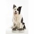 Bama Pet Voerderbak met Waterreservoir 44x27x12 cm Verschillende Uitvoeringen_